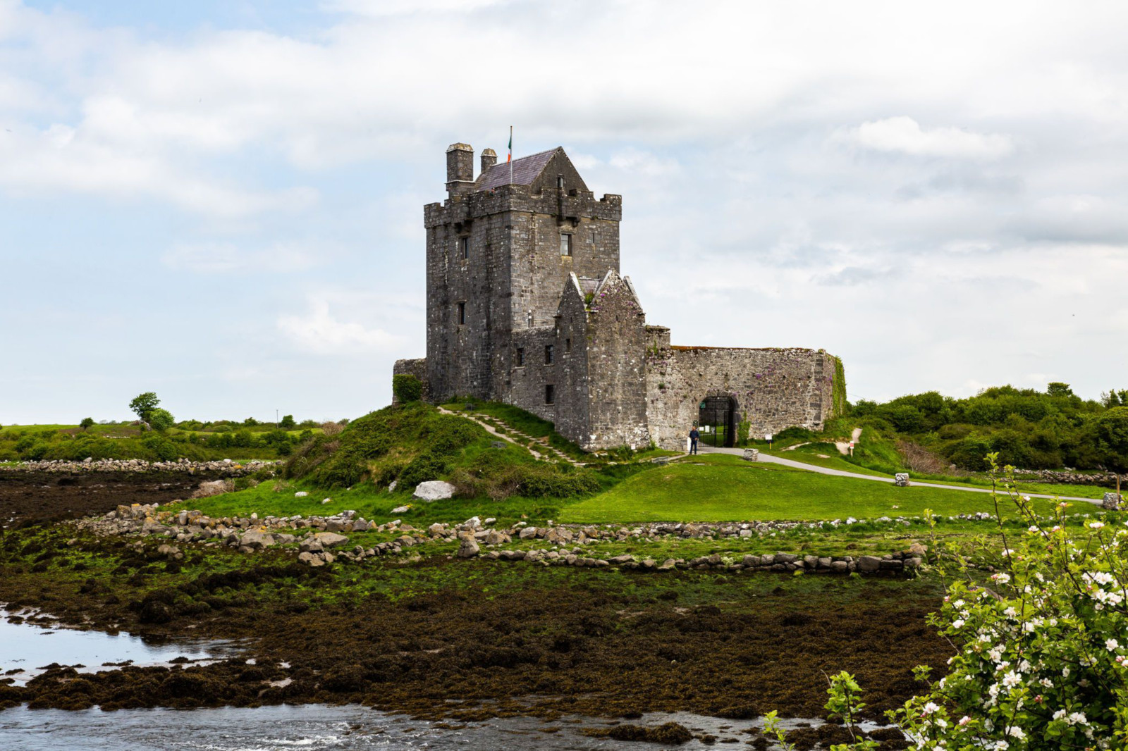 Irlande du Sud : Des falaises et des moutons