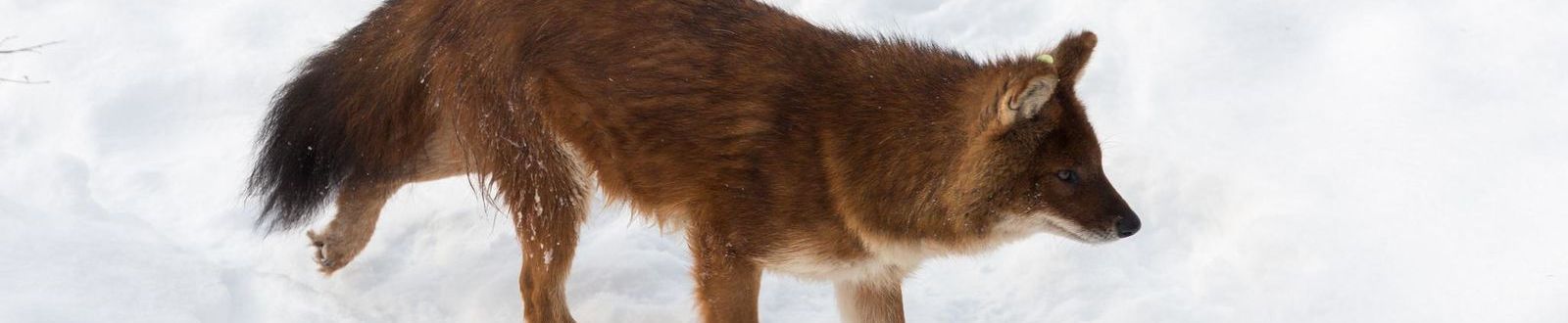 Ranua, à la découverte du Parc Zoologique Arctique