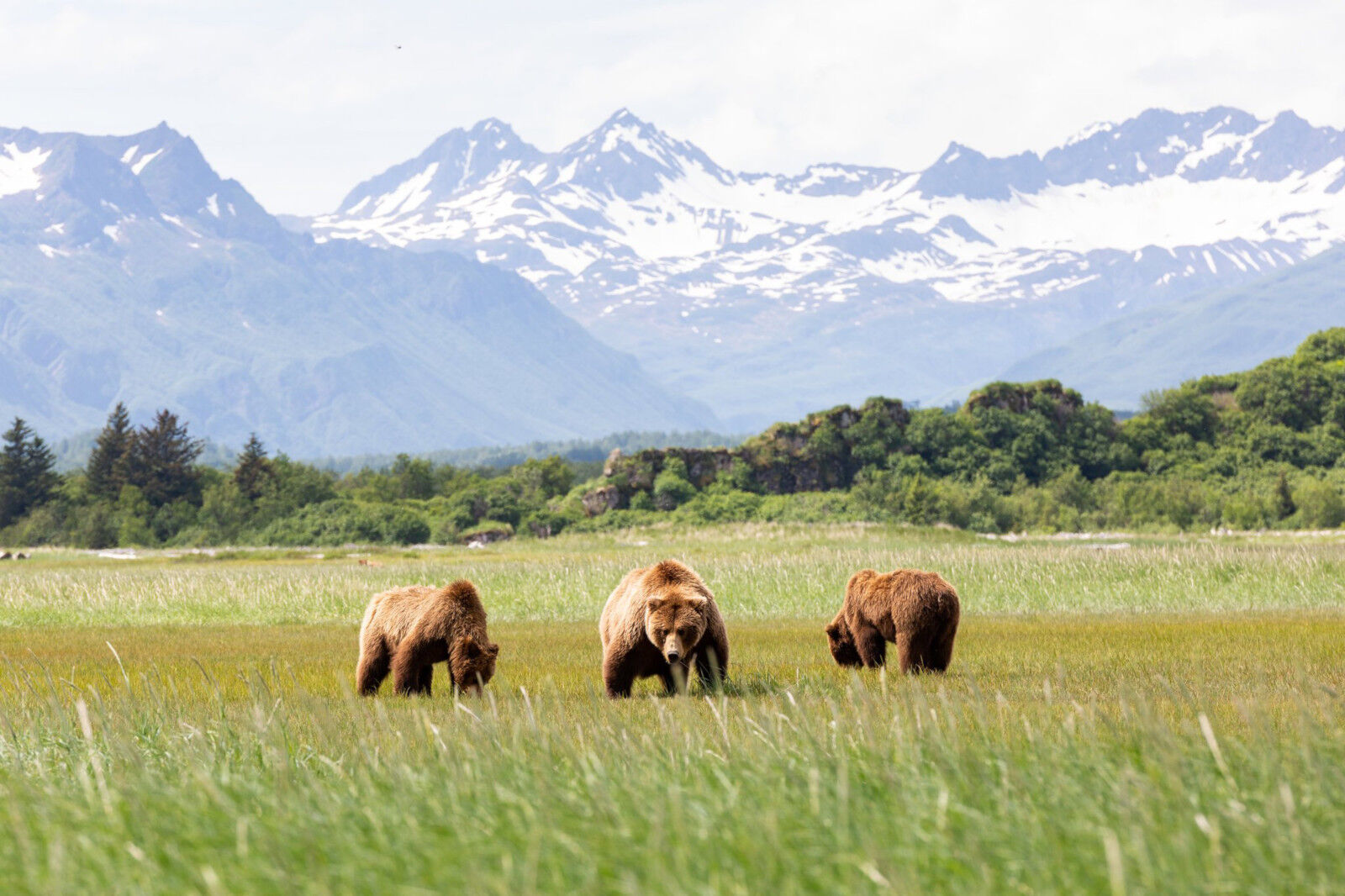 À la rencontre des Grizzlis d'Alaska