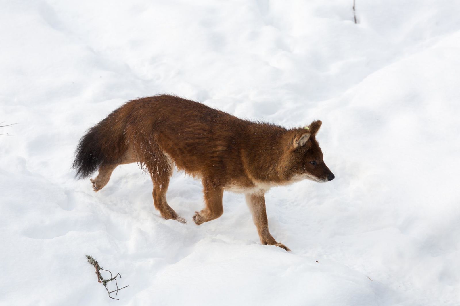 Ranua, à la découverte du Parc Zoologique Arctique