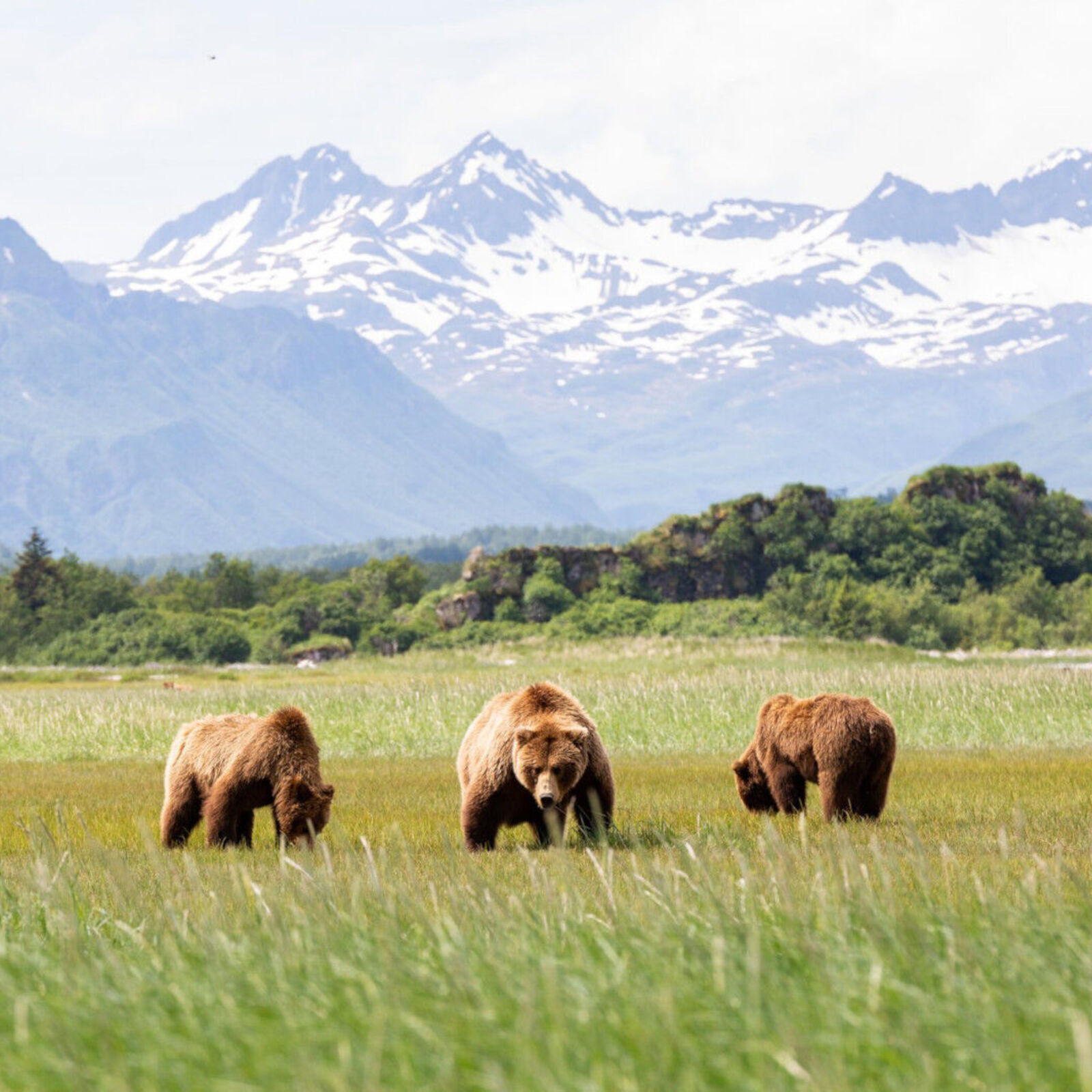 À la rencontre des Grizzlis d'Alaska