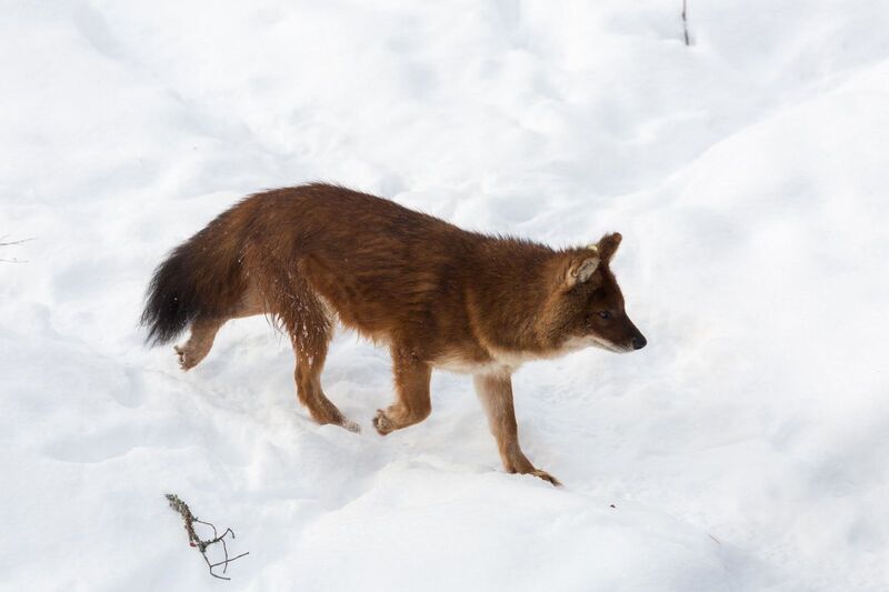 Ranua, à la découverte du Parc Zoologique Arctique