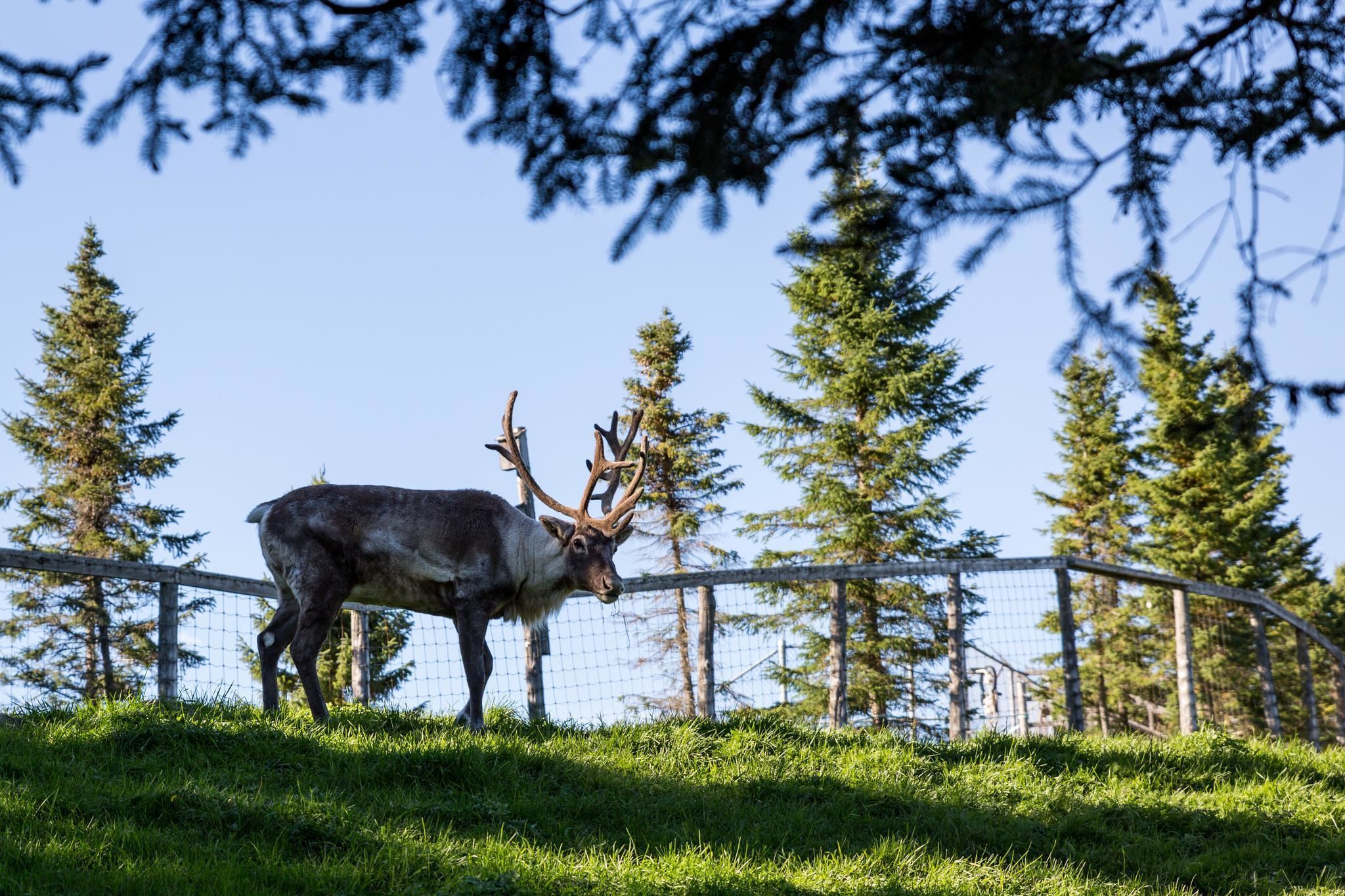 Un renne du bioparc de la Gaspésie