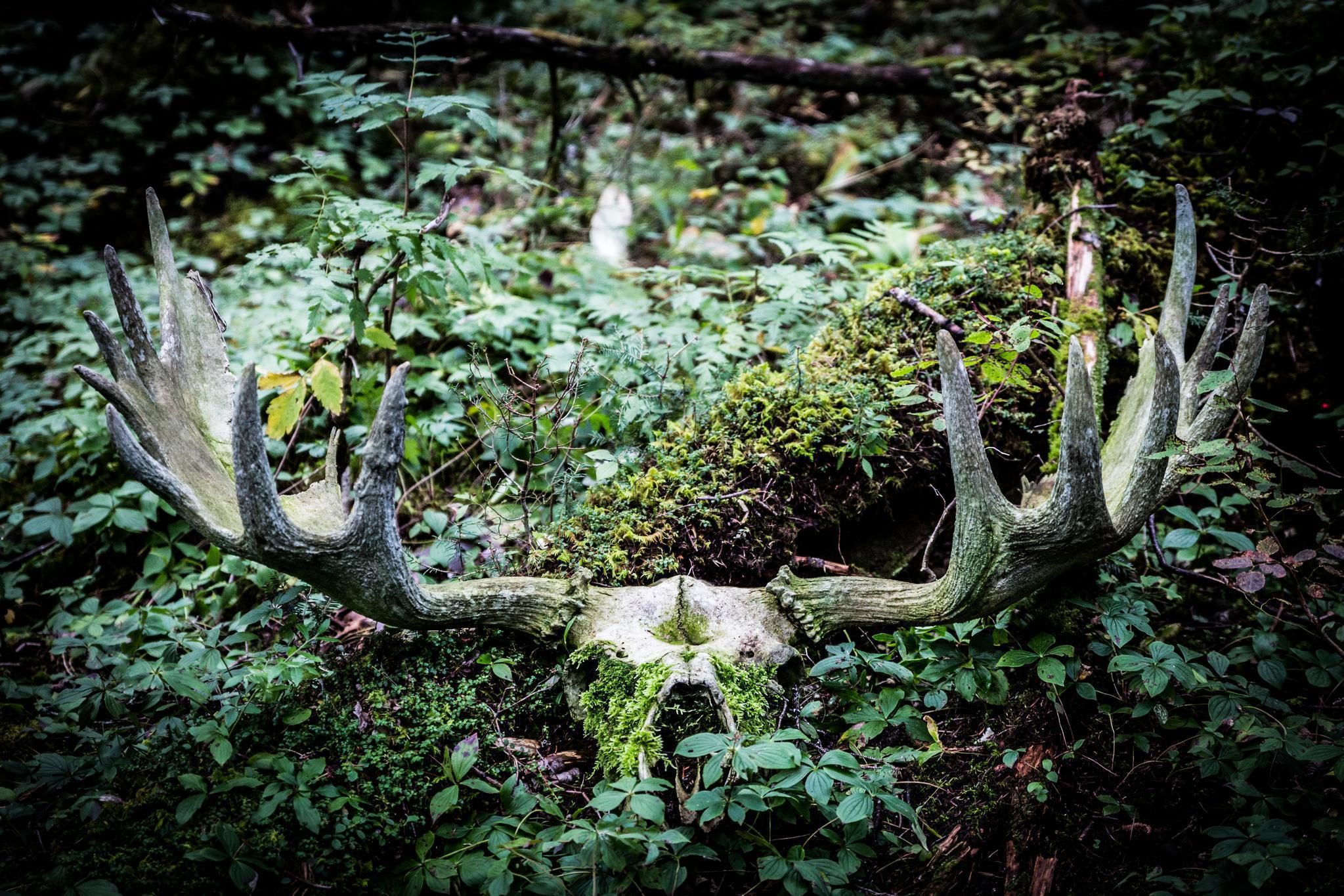 Le crâne et les bois d'un orignal défunt