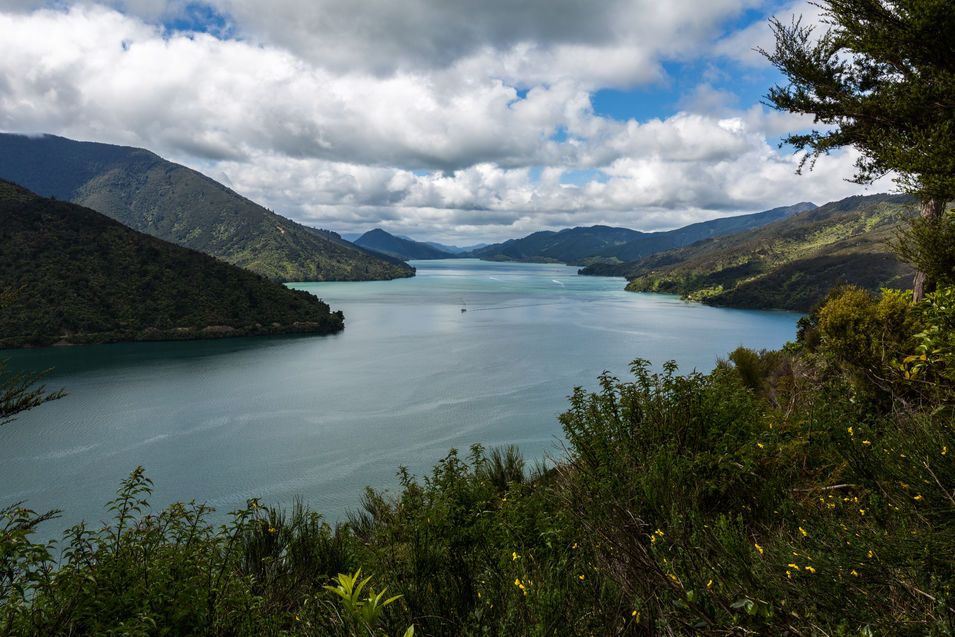 Point de vue sur le Marlborough Sounds depuis Charlotte Queen Drive