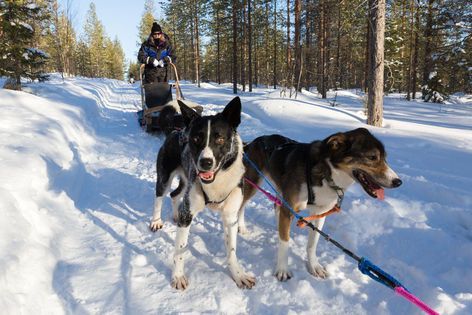 Les chiens de BearhillHusky