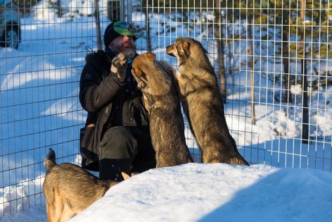 Les chiens de BearhillHusky