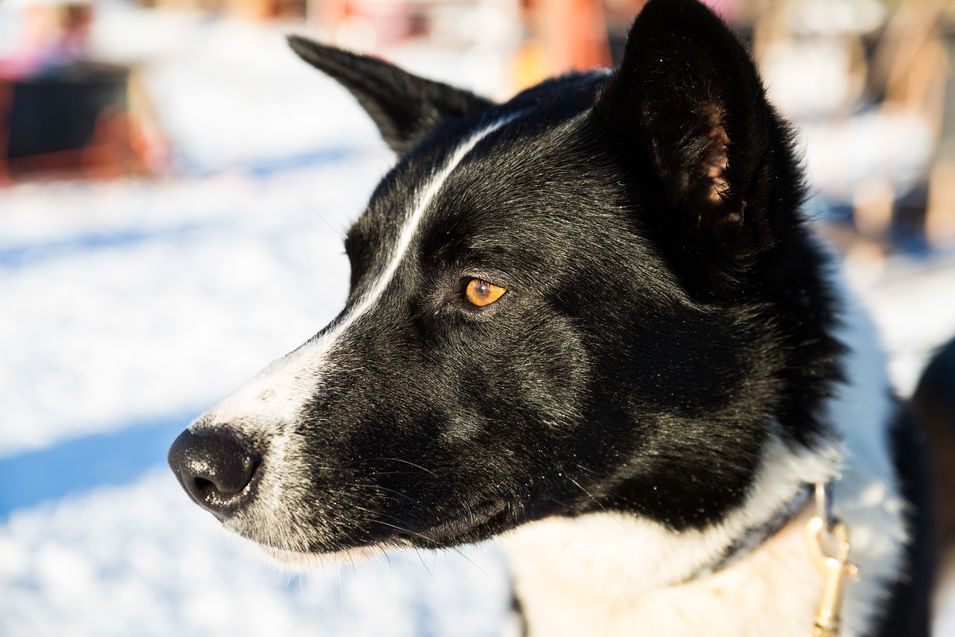 Les chiens de BearhillHusky