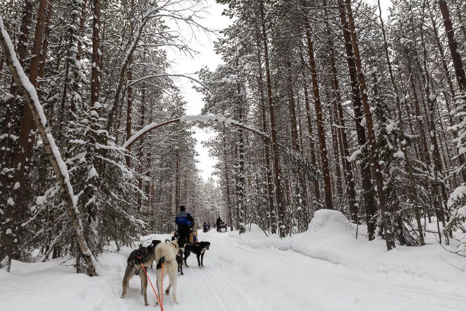 Balade en Chiens de Traîneau dans la forêt