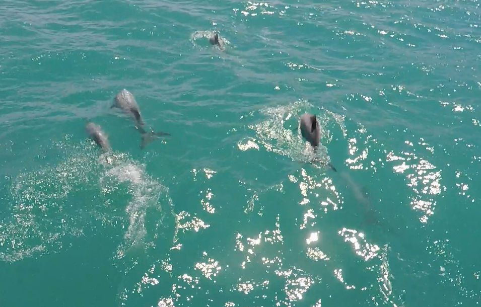 Les Dauphins de Hector dans la baie d'Akaroa