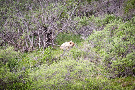 Les animaux sauvages de Denali