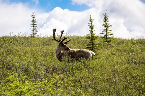 Les animaux sauvages de Denali