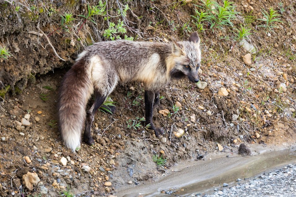 Renard de Denali