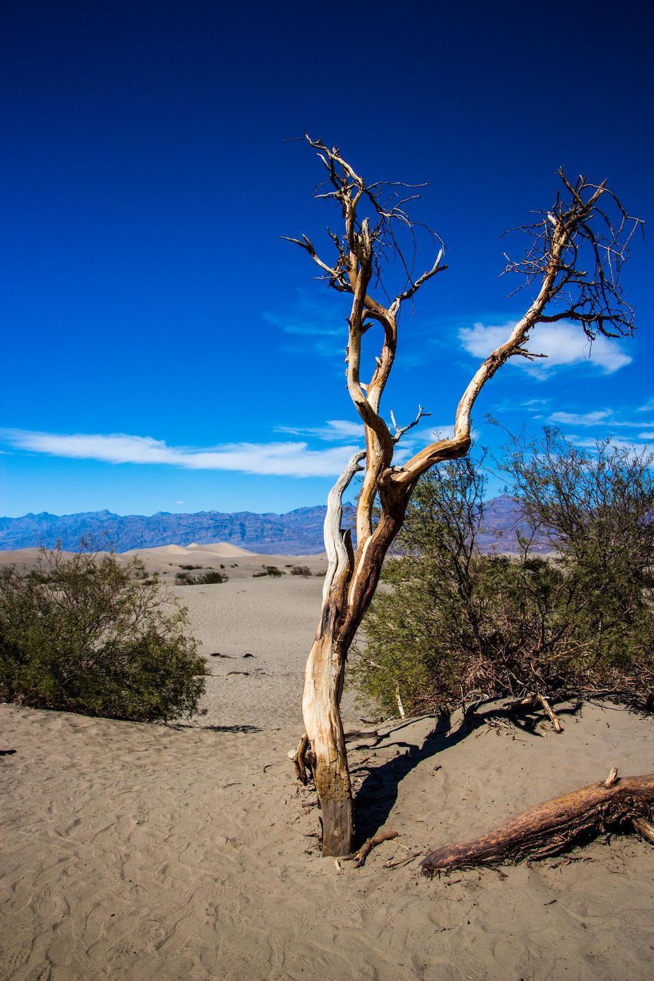 Arbre dans la vallée de la mort