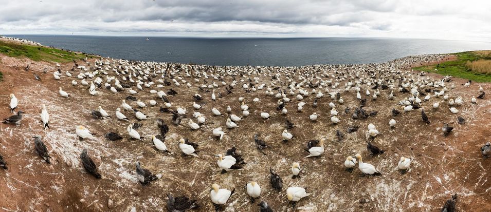 Les Fous de Bassan de l'île Bonaventure en Gaspésie