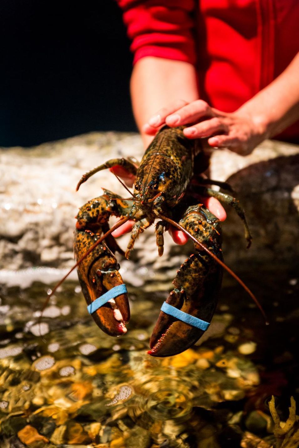 Un homard en Gaspésie