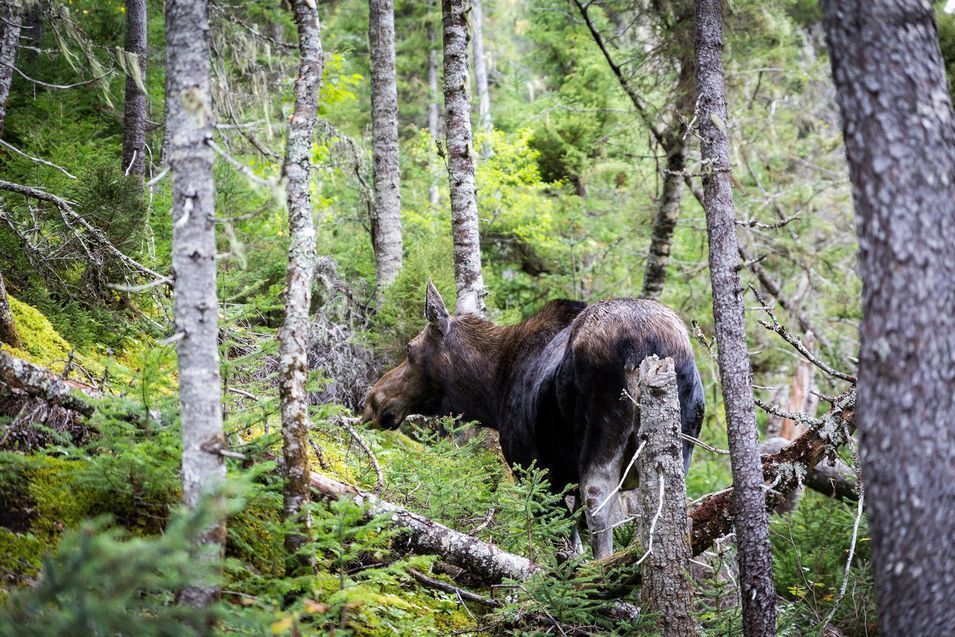 Un orignal sauvage, une femelle