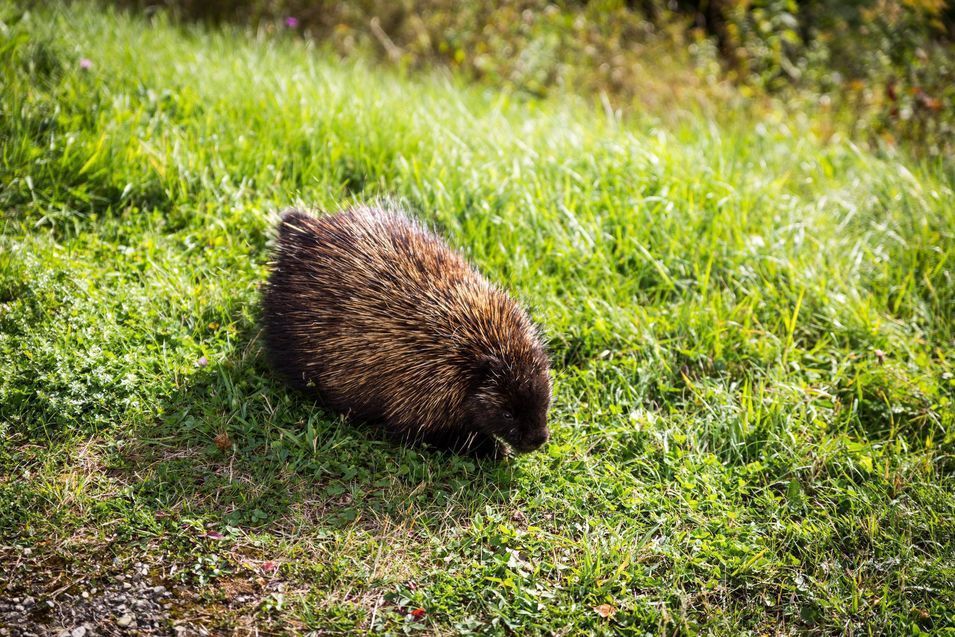 Un porc-épic, l'un des nombreux du Parc Forillon