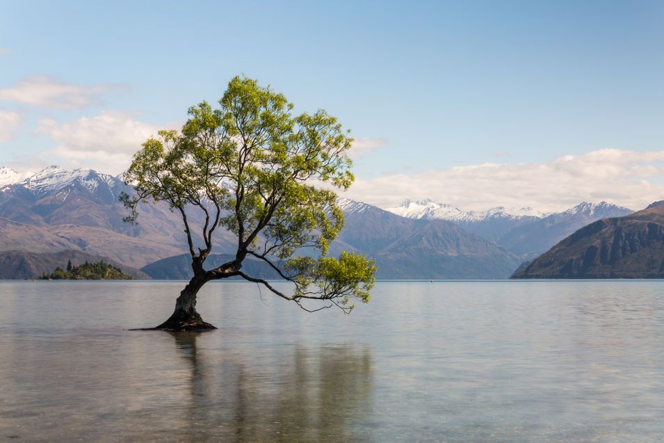 L'arbre qui fait la renommée de Wanaka