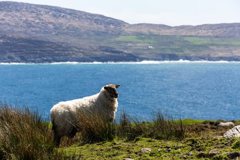 Sheep’s Head