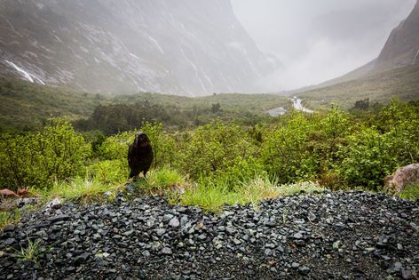 Le Kea, oiseau mythique de Nouvelle-Zélande