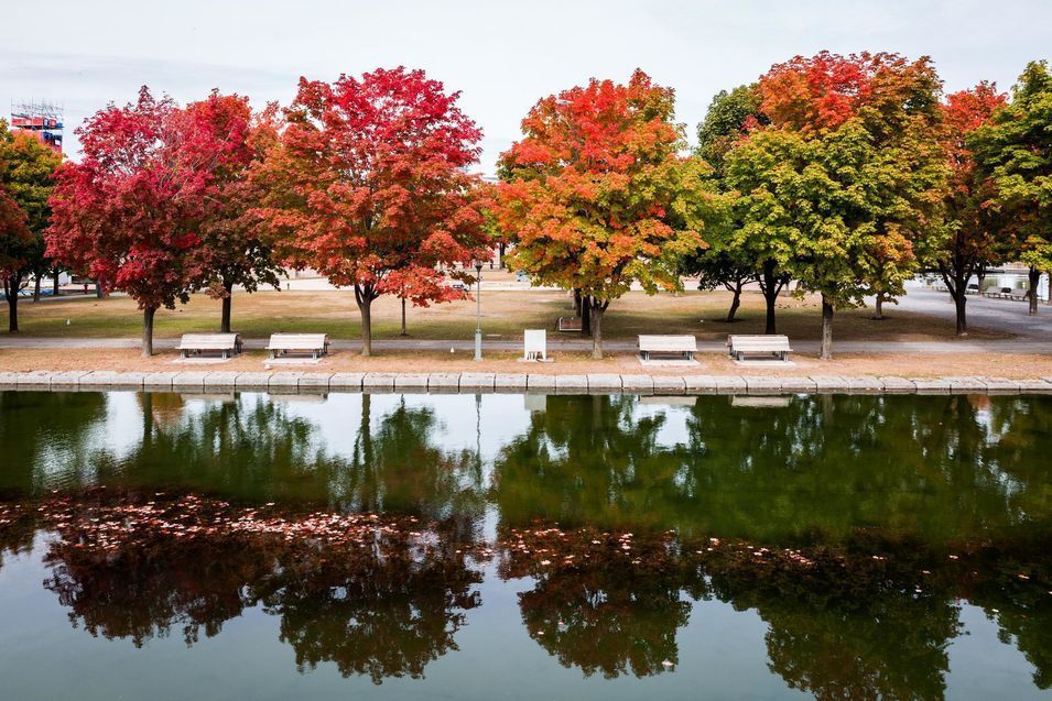 Les couleurs de l'automne à Montréal