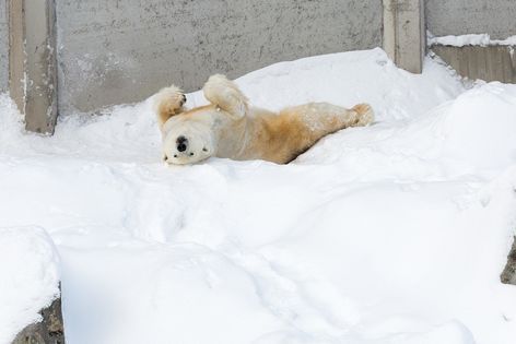 L'Ours Polaire de Ranua