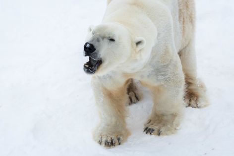 L'Ours Polaire de Ranua