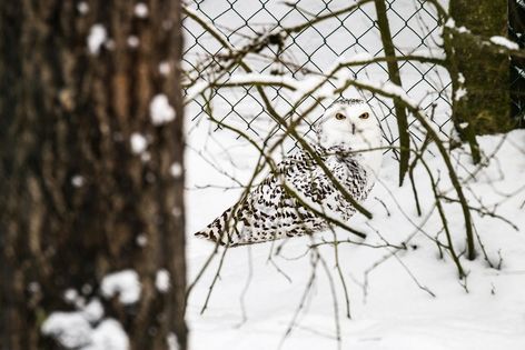 Un Harfang des Neiges, la femelle