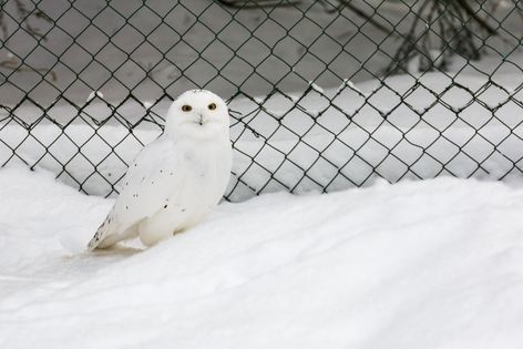 Un Harfang des Neiges, le mâle