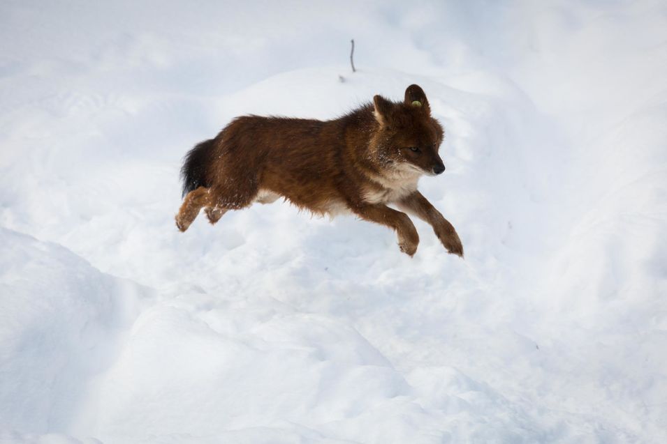 le Dhole, aussi nommé chien d'Asie, pris en photo en plein saut