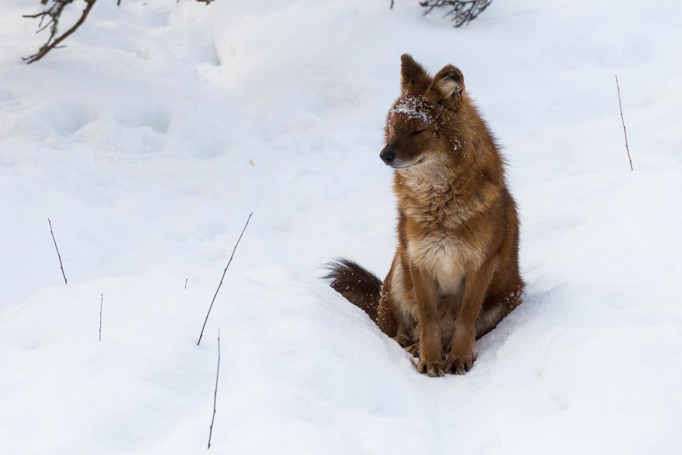 le Dhole, aussi nommé chien d'Asie