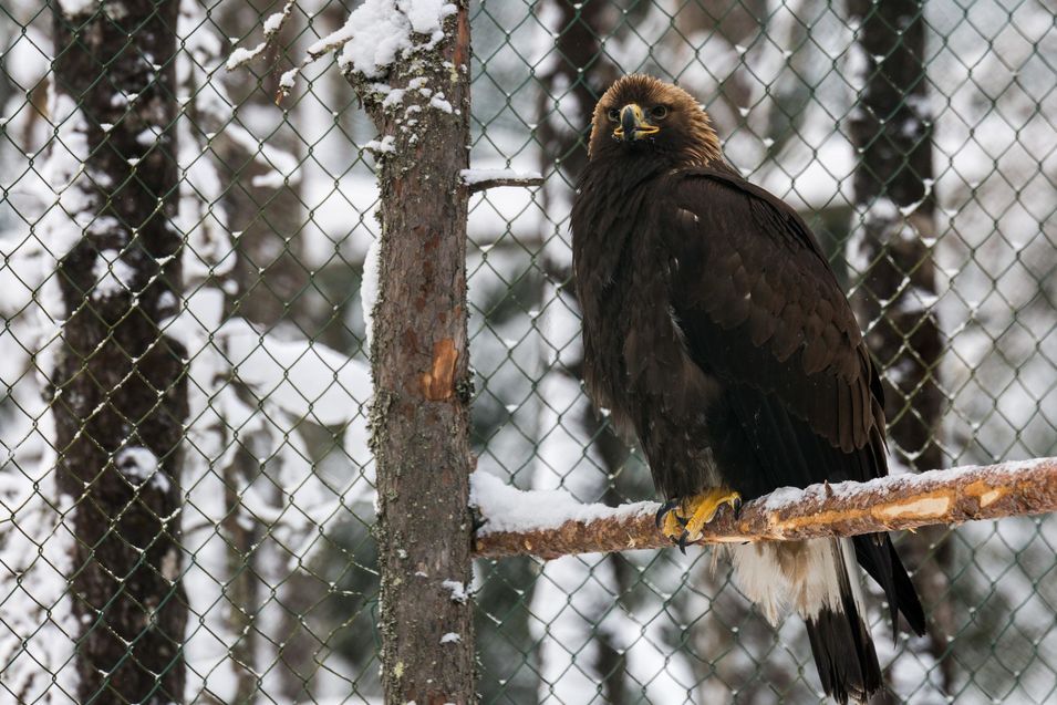 Aigle du zoo de Ranua