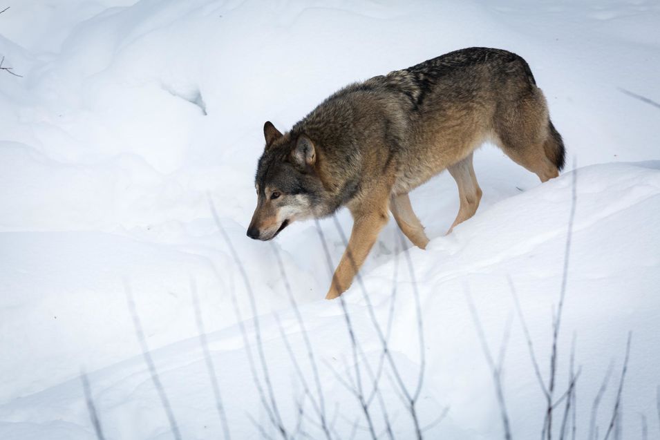 les loups de Ranua