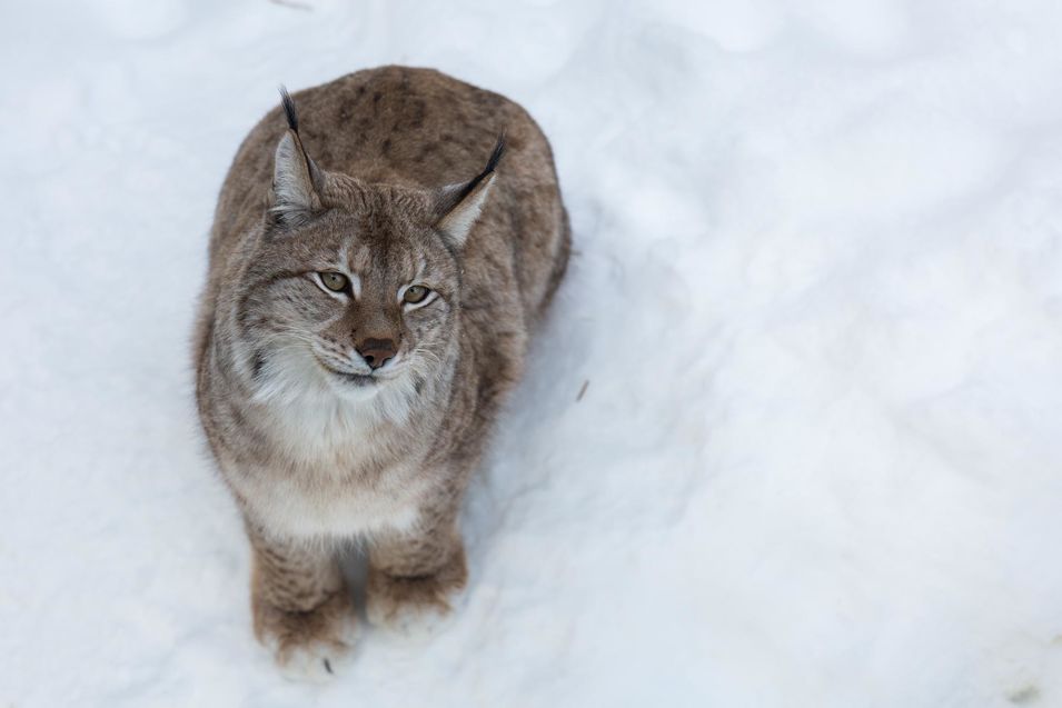 Lynx de Ranua