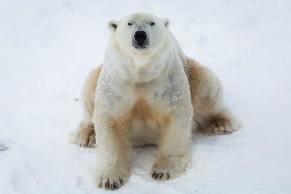 L'Ours Polaire de Ranua