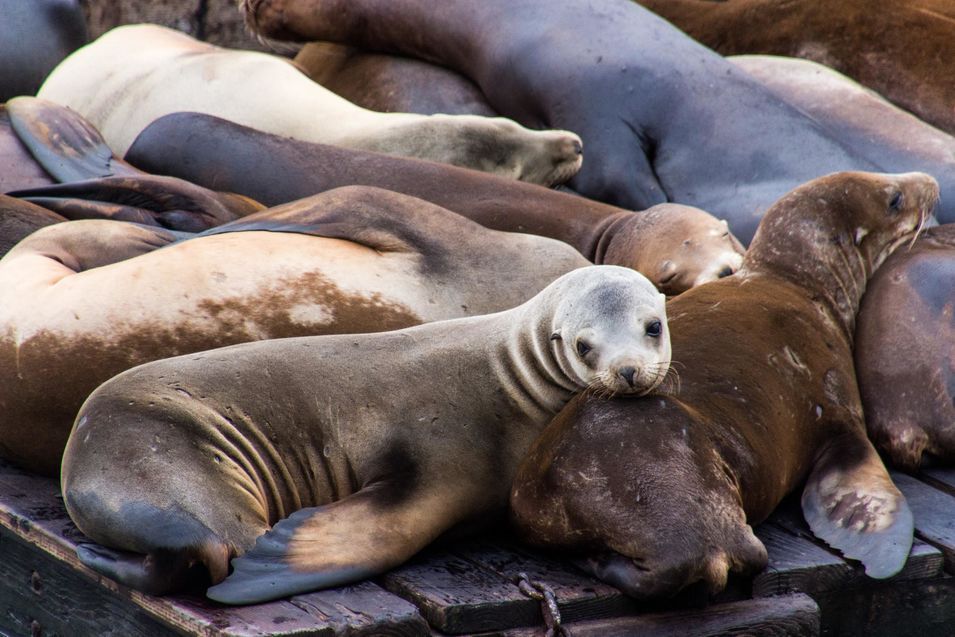 Les Sea Lions du Pier 39