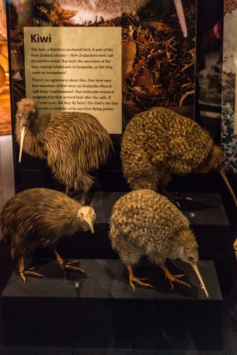 Les différentes espèces de Kiwi