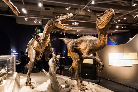 Les dinosaures en Nouvelle-Zélande