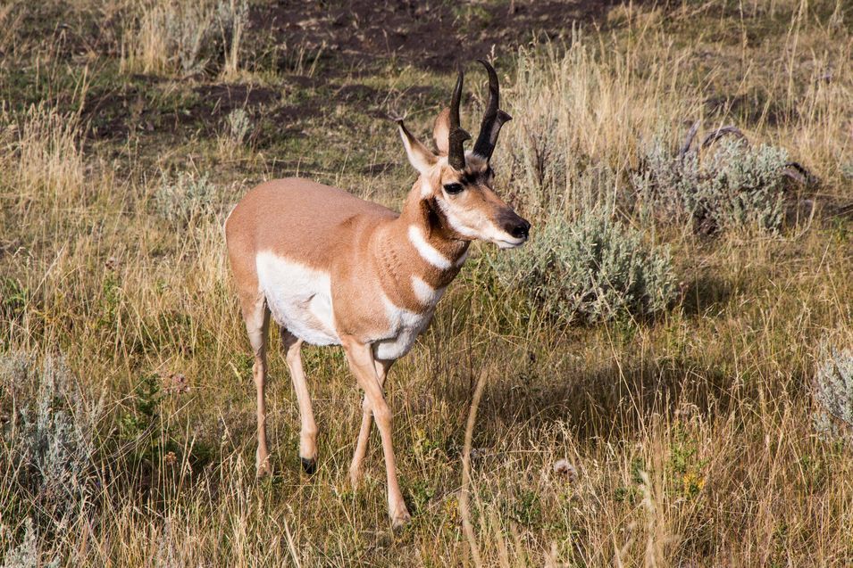 Une antilope de Yellowstone