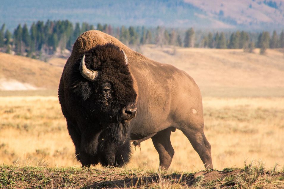 Un bison de Yellowstone