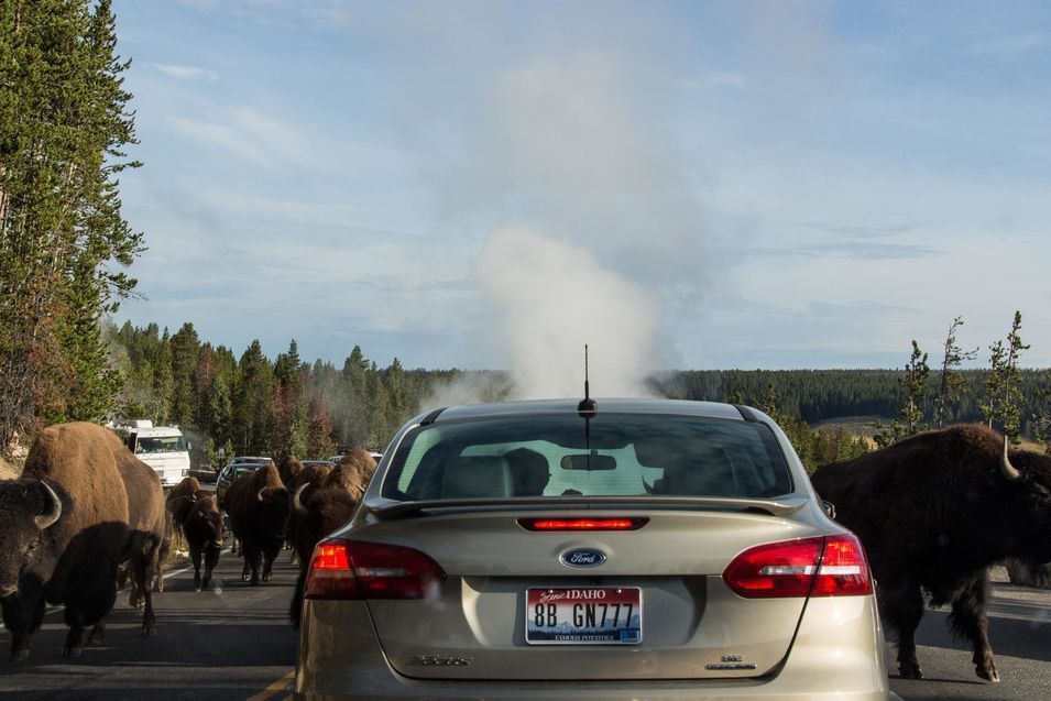 Un bison de Yellowstone