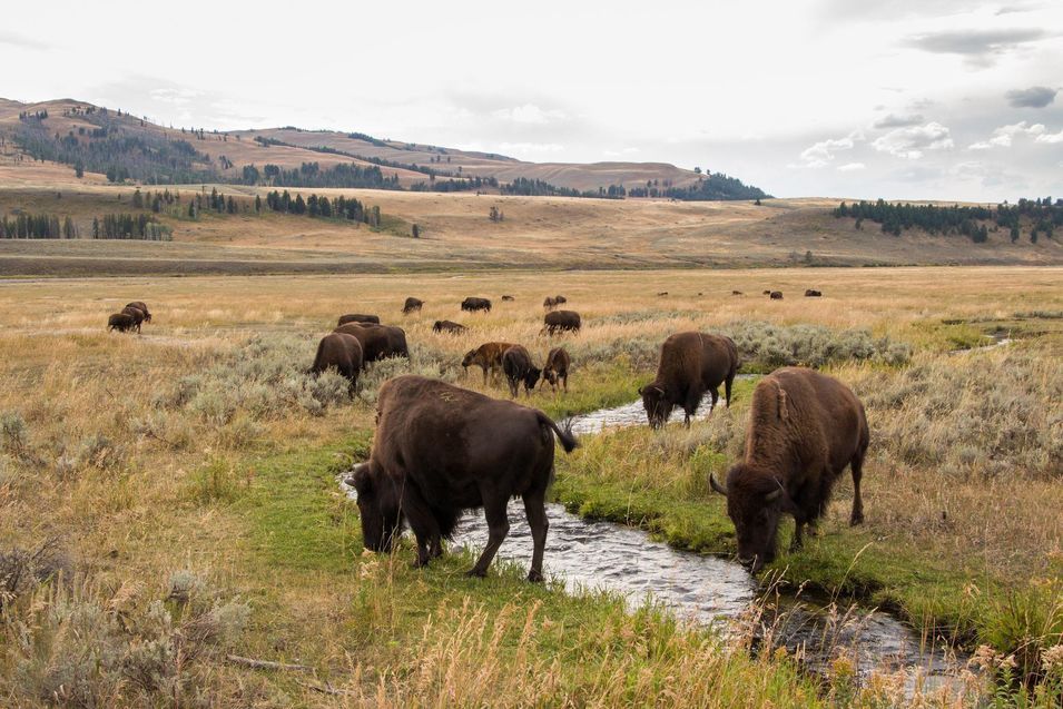 Les bisons de Yellowstone