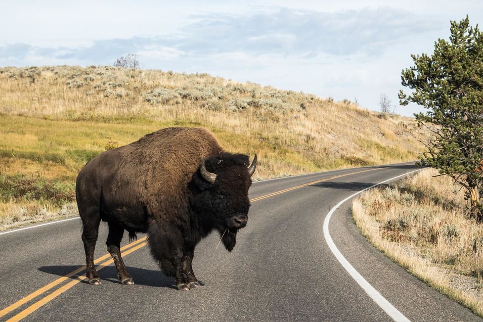 Un bison de Yellowstone