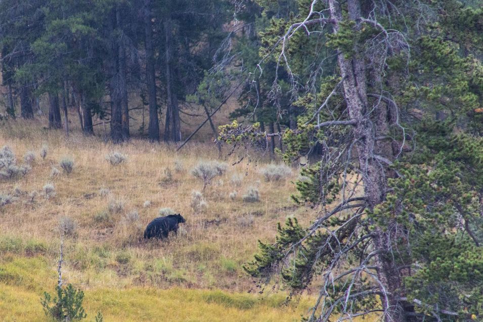 Un ours du parc de Yellowstone