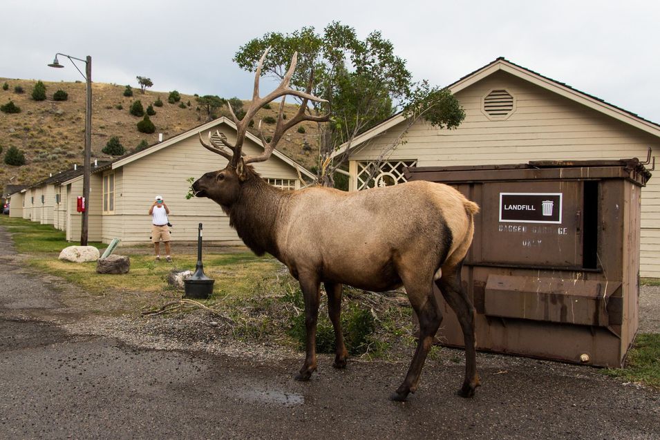 Wapiti à Yellowstone